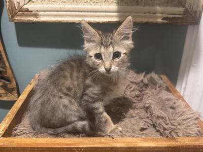 Dewey, kitten, available for adoption