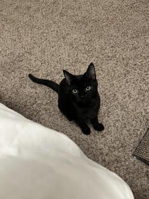 Bitsy, kitten, available for adoption