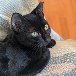 A black cat with green eyes is lying on a patterned blanket.