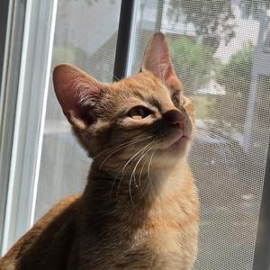 Howl, kitten, available for adoption