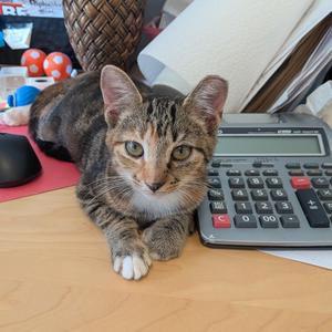 Becca, kitten, available for adoption
