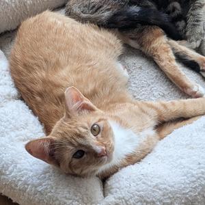 Bobby, kitten, available for adoption