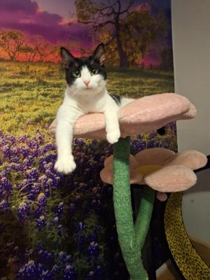 Jasper and Delilah, young, available for adoption