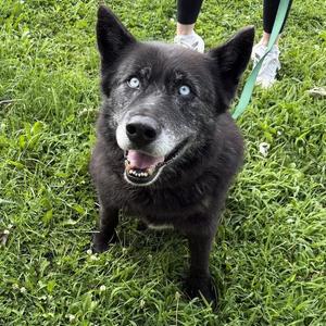 Cedar, Siberian Husky, senior, available for adoption