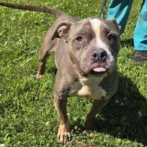Bluebell, Pit Bull Terrier, senior, available for adoption