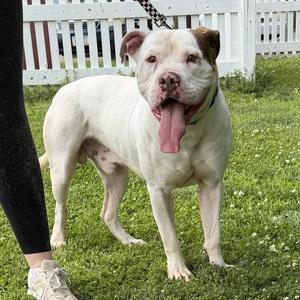 Eagan, American Bully, adult, available for adoption