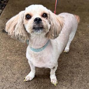 Dora, Shih Tzu, senior, available for adoption
