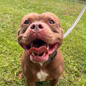 A close-up, front-facing portrait of a brown pit bull-type dog with a wide, happy, open-mouthed expression, taken outdoors on a patch of grass.