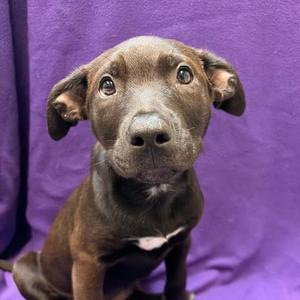 Astra, Mixed Breed, puppy, available for adoption