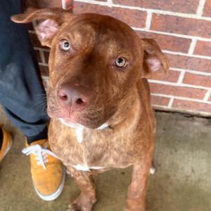 Aphrodite, Pit Bull Terrier, young, available for adoption
