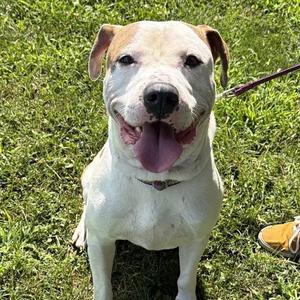 Dumpling, American Bully, adult, available for adoption