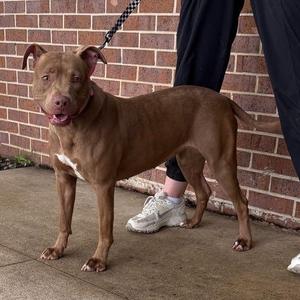 A brown dog standing on a leash in front of a brick wall, with a person's legs and shoes visible in the background.