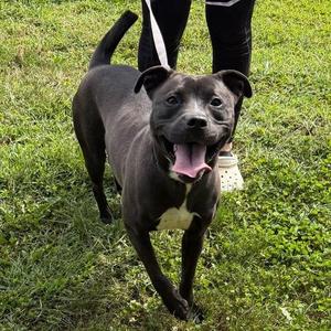 Calypso, Pit Bull Terrier, adult, available for adoption