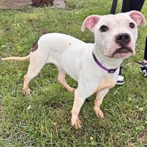 Crystal, Pit Bull Terrier, young, available for adoption