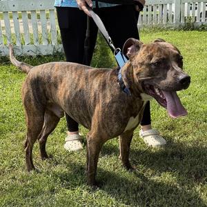 Bucky, Pit Bull Terrier, adult, available for adoption