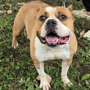 Champion, American Bully, adult, available for adoption