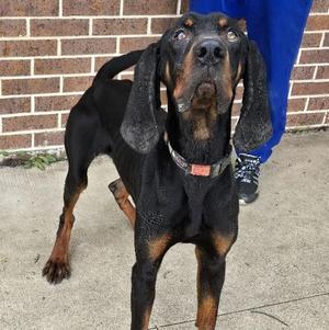 Boomer, Black and Tan Coonhound, young, available for adoption