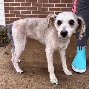 Annie, Miniature Schnauzer, adult, available for adoption