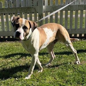 Atlas, American Bulldog, adult, available for adoption