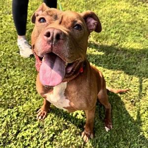 Chia, Pit Bull Terrier, adult, available for adoption