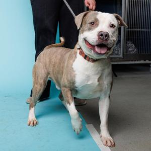 Buddy, American Bully, adult, available for adoption