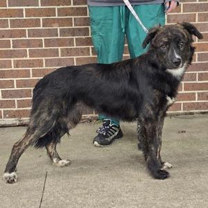 A black and brown brindle dog standing on a concrete surface in front of a brick wall. The dog has a white patch on its chest and is wearing a leash held by a person in green pants and black shoes.