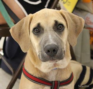 Ozzie, Labrador Retriever / Great Dane, puppy, available for adoption