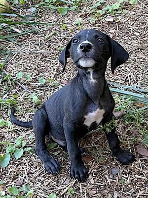 Snoopy, Labrador Retriever / Terrier, puppy, available for adoption