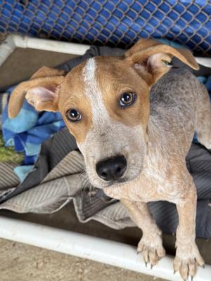 Dexter, Australian Cattle Dog / Blue Heeler / Hound, puppy, available for adoption