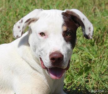 Bobby, Labrador Retriever / Hound, puppy, available for adoption