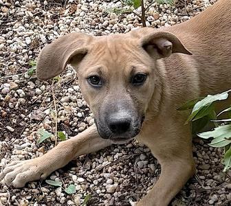 Charlie, Black Mouth Cur / Hound, puppy, available for adoption