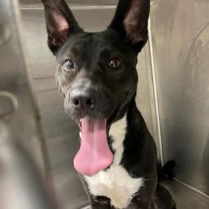 Devon, Labrador Retriever, young, available for adoption