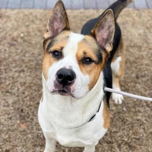 A close-up photo of a medium-sized dog with brown, black, and white markings, looking directly at the camera.