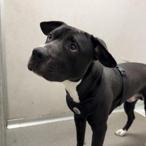 Bobby, Pit Bull Terrier, young, available for adoption
