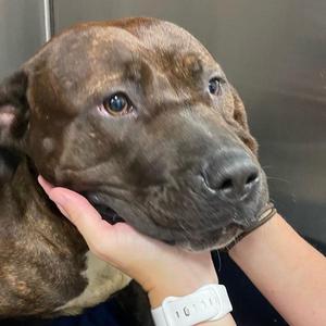 Daisy, Pit Bull Terrier, adult, available for adoption