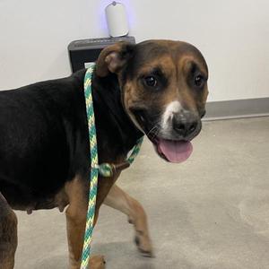 Dontavia, Terrier, adult, available for adoption