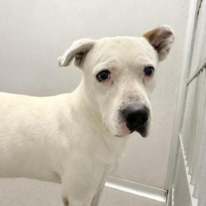 A white dog with a black nose and dark eyes is standing in a room with a white wall and a metal gate in the background.