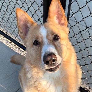 Achilles, Shepherd, adult, available for adoption