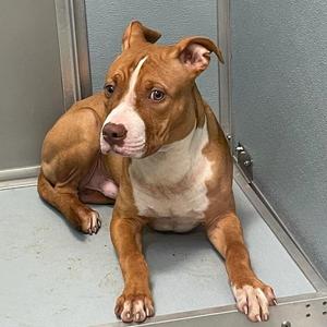 Finley, Boxer, young, available for adoption