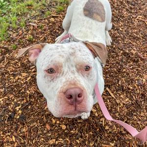 Cooper, Terrier, young, available for adoption