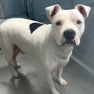 A white pitbull dog with a black spot on its back and face is standing in a room.