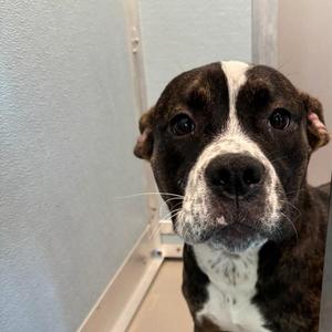 Cynthia, English Bulldog, adult, available for adoption
