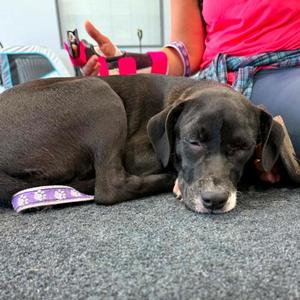 Denali, Terrier, puppy, available for adoption