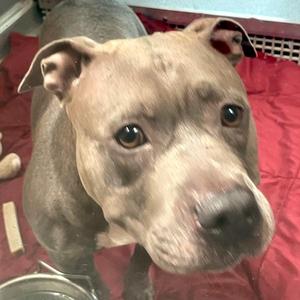 Bonnie, Pit Bull Terrier, adult, available for adoption