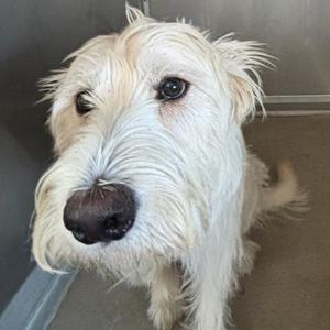 Anniston, Goldendoodle, young, available for adoption