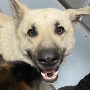 Chuck, German Shepherd Dog, adult, available for adoption
