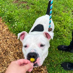 Alfredo, American Bulldog, adult, available for adoption