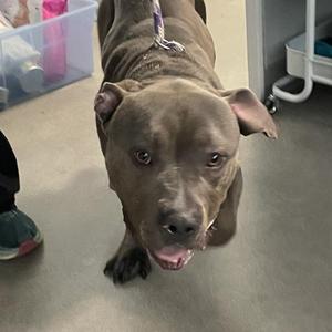 A brown dog with floppy ears and a purple leash, looking up at the camera with its mouth slightly open.