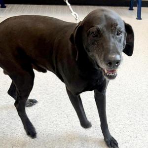 Dex, Labrador Retriever, senior, available for adoption