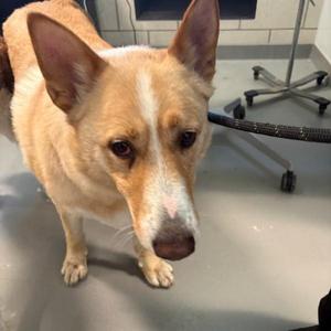 Achilles, Shepherd, adult, available for adoption